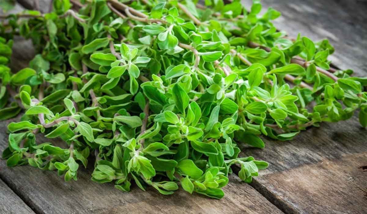 فوائد البردقوش للتخسيس