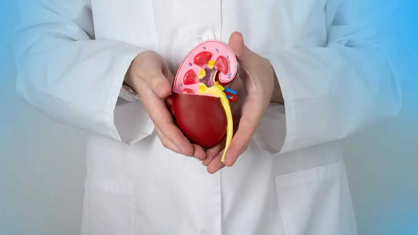 حصى الكلى: كيف تتكوّن؟ وما أفضل طرق الوقاية والعلاج؟